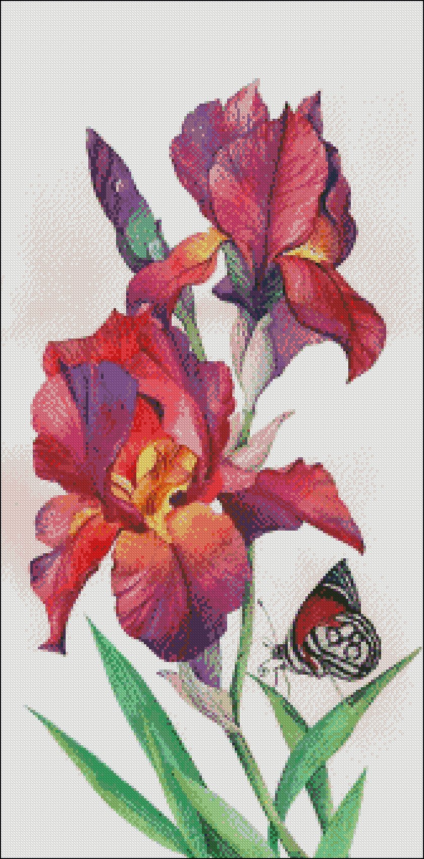 Download Iris and Butterfly - Counted Cross Stitch Patterns/Kits ...